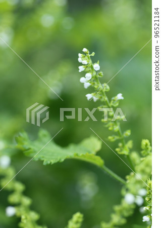 Blue perilla with small white flowers Blue perilla with small white flowers 96521184