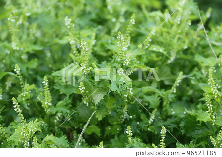 帶小白花的藍紫蘇 96521185