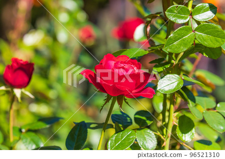Autumn Rose Tiamo 96521310