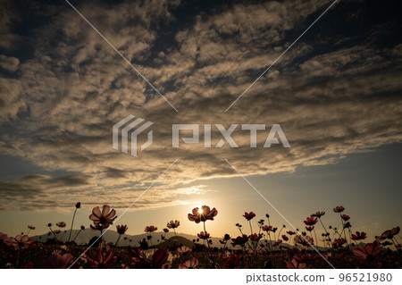 Autumn cherry blossoms and evening sky 96521980