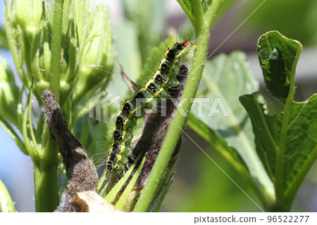 The larvae of the larvae of the Okra leaf eating the okra leaves The larvae of the larvae of the Okra leaf eating the okra leaves 96522277