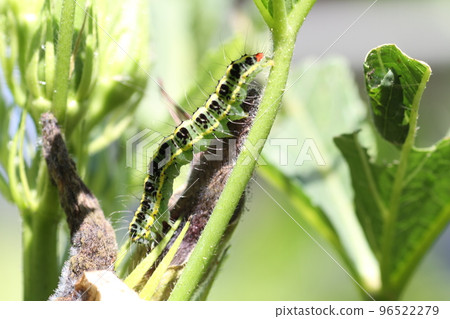 The larvae of the larvae of the Okra leaf eating the okra leaves The larvae of the larvae of the Okra leaf eating the okra leaves 96522279