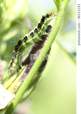 The larvae of the larvae of the Okra leaf eating the okra leaves The larvae of the larvae of the Okra leaf eating the okra leaves 96522281