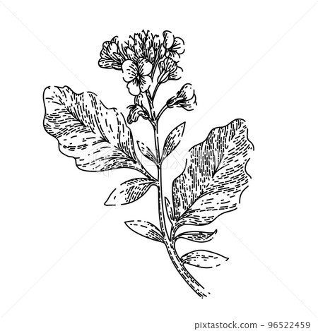 mustard plant sketch hand drawn vector mustard plant sketch hand drawn vector 96522459