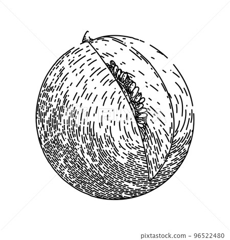 melon yellow sketch hand drawn vector melon yellow sketch hand drawn vector 96522480