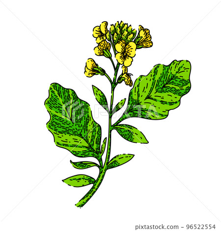 mustard plant sketch hand drawn vector 96522554
