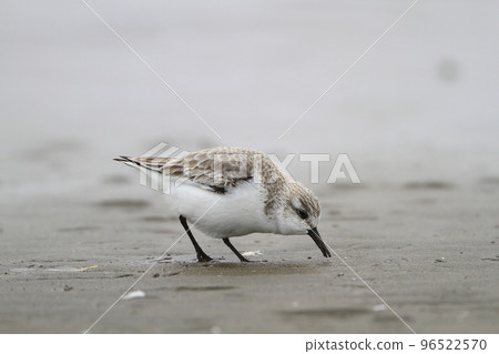 Black-tailed Sandpiper foraging on the beach Black-tailed Sandpiper foraging on the beach 96522570