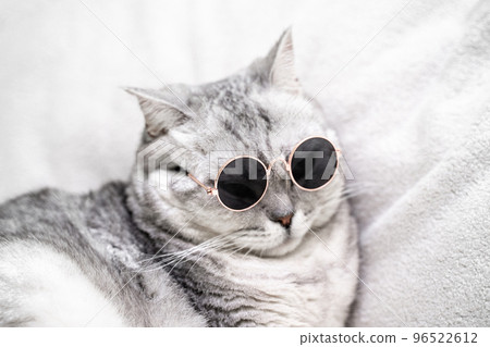 British silver cat in glasses, on a white background. Pets. 96522612