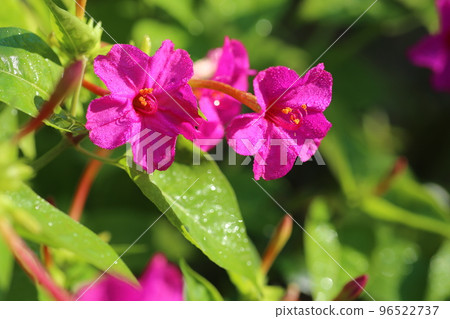 種子中有白色粉末並供兒童玩耍的紫花 96522737