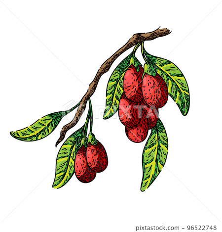 goji branch sketch hand drawn vector goji branch sketch hand drawn vector 96522748