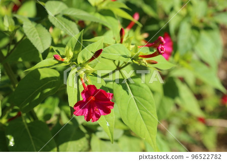 Mirabilis flowers that have white powder in the seeds and are used for children's play 96522782
