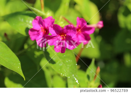 Mirabilis flowers that have white powder in the seeds and are used for children's play 96522789