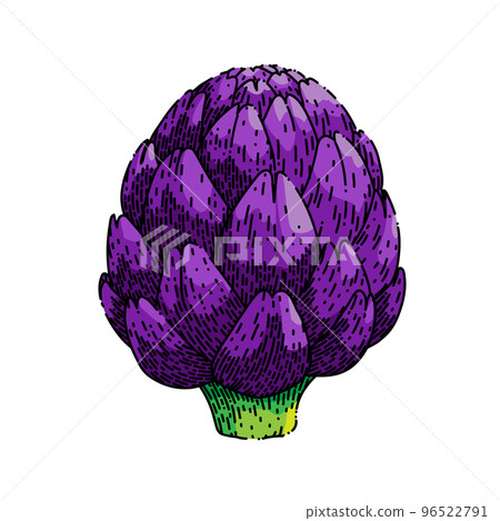 artichoke purple sketch hand drawn vector 96522791