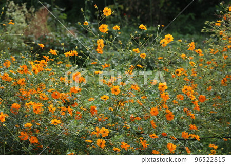 Yellow cosmos blooms bright orange flowers 96522815