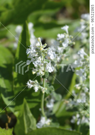 Catmint Snowflake Catmint Snowflake 96522865