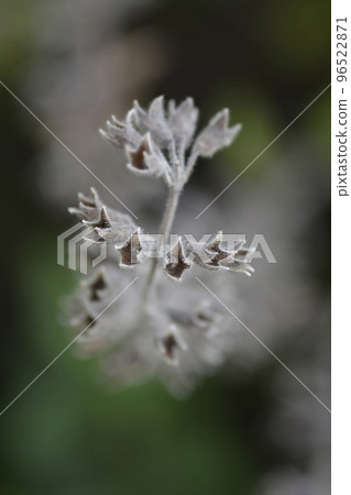 Yellow germander Yellow germander 96522871