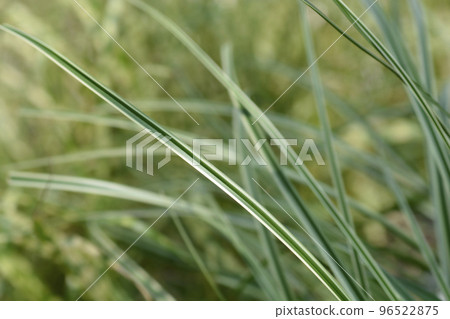 Japanese Sedge Evercream 96522875