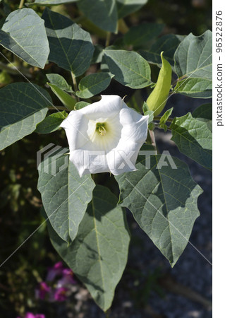 Thorn apple Inka 96522876