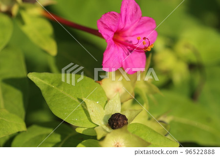Mirabilis flowers that have white powder in the seeds and are used for children's play Mirabilis flowers that have white powder in the seeds and are used for children's play 96522888