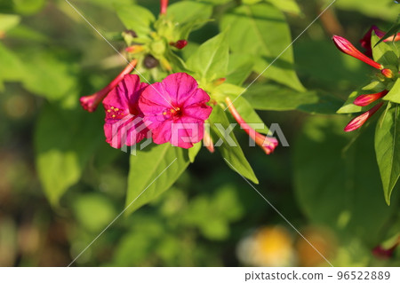 種子中有白色粉末並供兒童玩耍的紫花 96522889