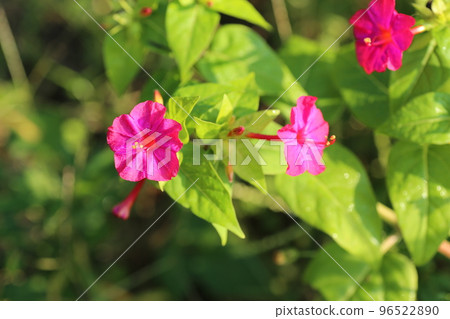 Mirabilis flowers that have white powder in the seeds and are used for children's play Mirabilis flowers that have white powder in the seeds and are used for children's play 96522890