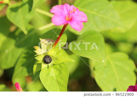 種子中有白色粉末並供兒童玩耍的紫花 96522900