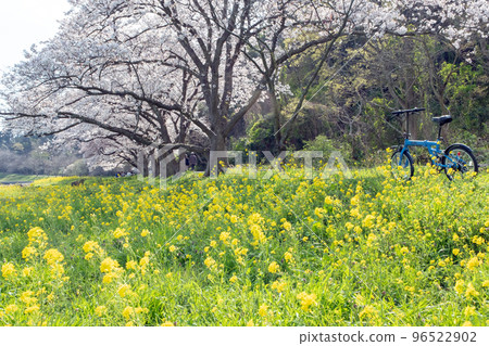 Cycling image under the cherry blossoms (Koyamaike Aoshima) 96522902