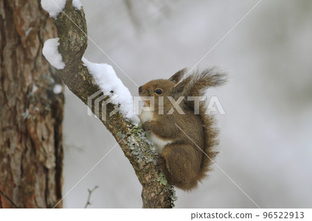 cute squirrel perched in a tree 96522913