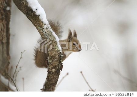 cute squirrel perched in a tree 96522914