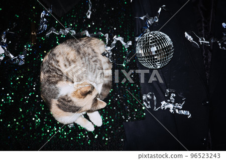 New years eve outfit ideas, dress to impress. Cat sleeping on evening party dresses for celebration New years eve night. Partywear dress, look getting ready for night party New years eve outfit ideas, dress to impress. Cat sleeping on evening party dresses for celebration New years eve night. Partywear dress, look getting ready for night party 96523243