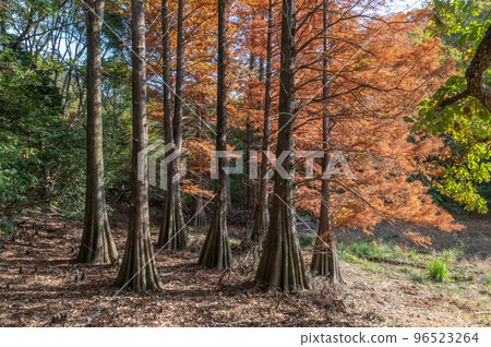 Remnants of an ancient forest, autumn leaves of bald cypress trees 96523264