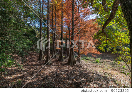 Remnants of an ancient forest, autumn leaves of bald cypress trees 96523265