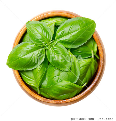 Fresh sweet basil leaves, in a wooden bowl. Also known as great basil or Genovese basil, Ocimum basilicum, a culinary herb in the mint family Lamiaceae, and a tender plant, used in cuisines worldwide. 96523362