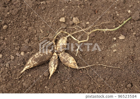 Excavated bulbs and roots of crow squirrel Excavated bulbs and roots of crow squirrel 96523584