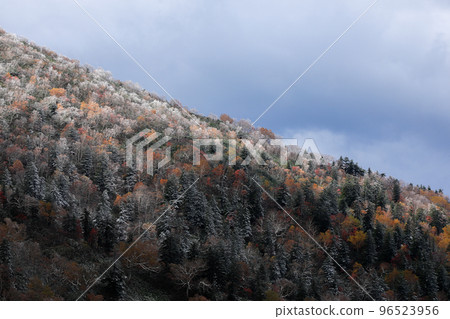 [北海道上富良野町]雪和紅葉 96523956