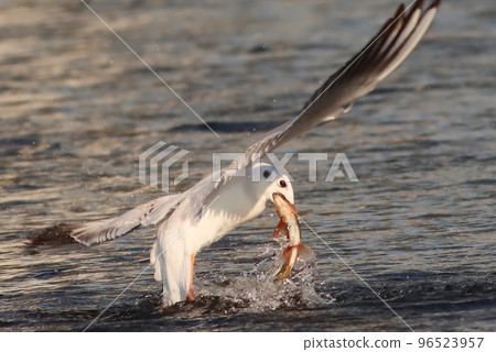 一隻海鷗銜著一條魚飛走了 一隻海鷗銜著一條魚飛走了 96523957