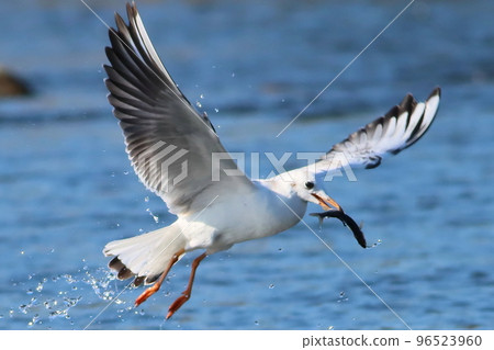 一隻海鷗銜著一條魚飛走了 一隻海鷗銜著一條魚飛走了 96523960