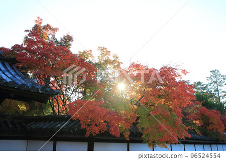 落日照耀的京都市的秋葉風景 落日照耀的京都市的秋葉風景 96524554