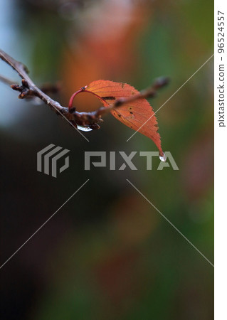 Autumn leaves scenery in Kyoto city after rain Autumn leaves scenery in Kyoto city after rain 96524557