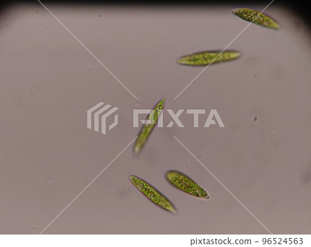 Euglena that lived in blue-green algae Euglena that lived in blue-green algae 96524563