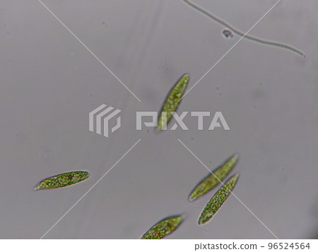 Euglena that lived in blue-green algae Euglena that lived in blue-green algae 96524564
