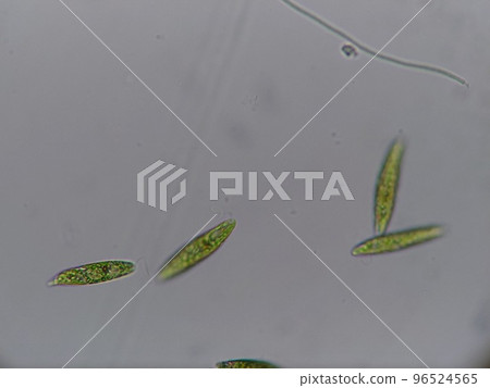 Euglena that lived in blue-green algae 96524565