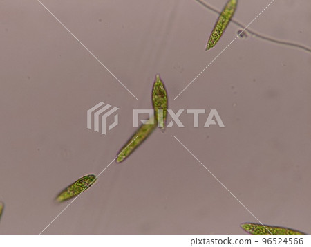 Euglena that lived in blue-green algae 96524566