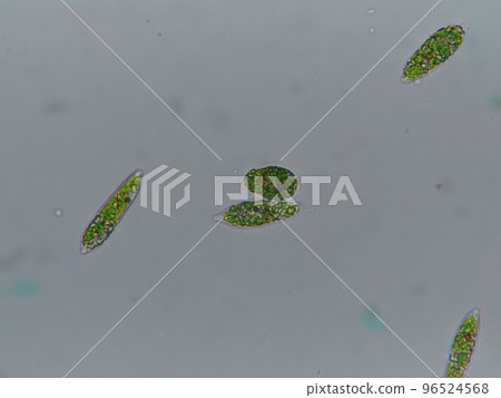 Euglena that lived in blue-green algae Euglena that lived in blue-green algae 96524568