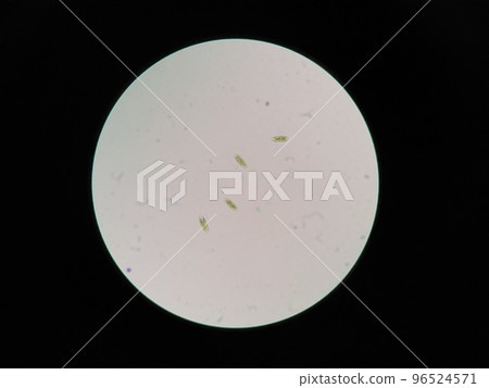 生活在藍綠藻中的眼蟲 96524571