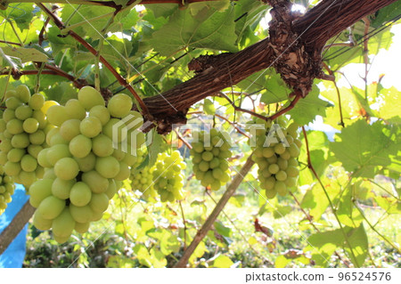 Okayama Shine Muscat Okayama Shine Muscat 96524576