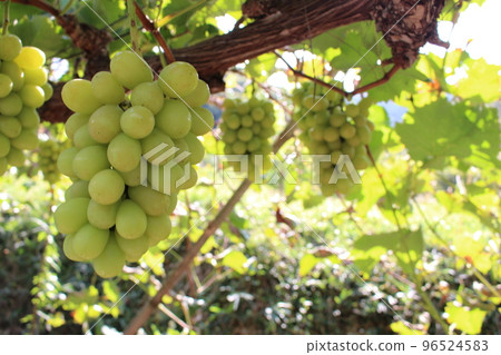 Okayama Shine Muscat 96524583