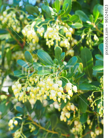 盛開的草莓unedo白花 96524823