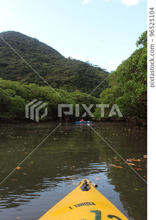 Mangrove primary forest of Amami Oshima Mangrove primary forest of Amami Oshima 96525104