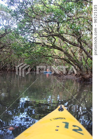 Mangrove primary forest of Amami Oshima 96525105